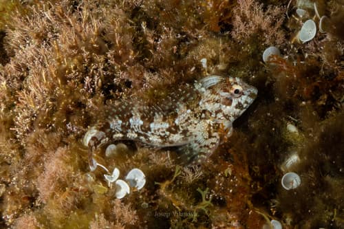 Mottled Blenny