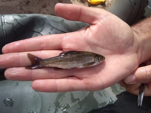 Lisbon Arched-mouth Nase