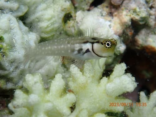 Little Combtooth Blenny