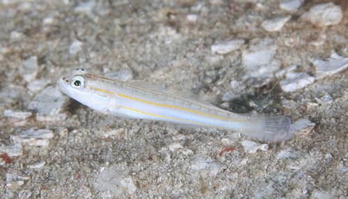 Little Glidergoby