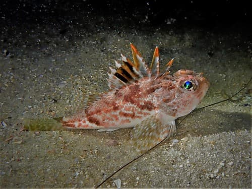 Little Gurnard Perch