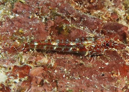 Little hooded triplefin