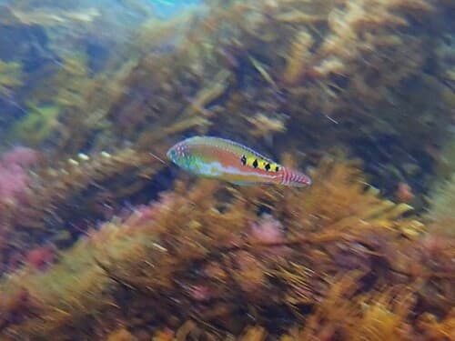 Little Rainbow Wrasse