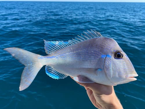 Littlehead Porgy