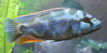 Livingston's Cichlid