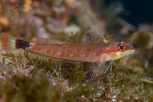 Lizard Triplefin