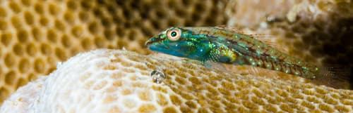 Lobed Ghostgoby