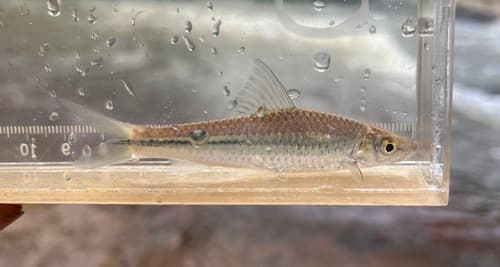 Lobocheilos rhabdoura