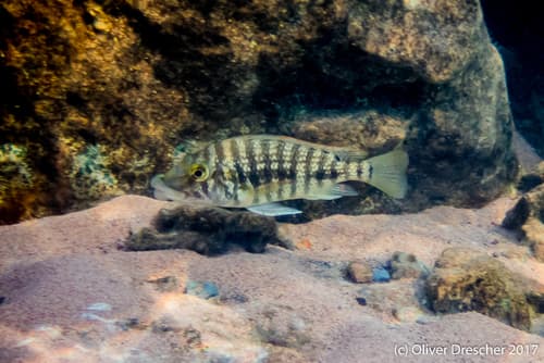 Lobochilotes labiata