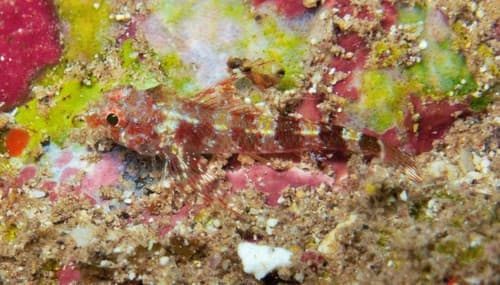 Lofty Triplefin