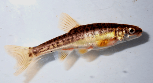 Loire Minnow