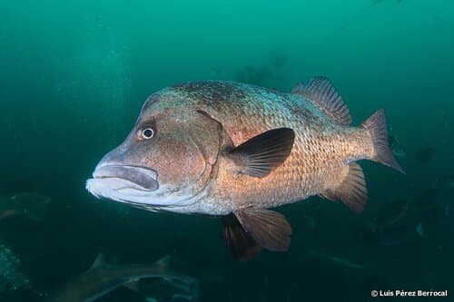 Long Barbeled Grunter