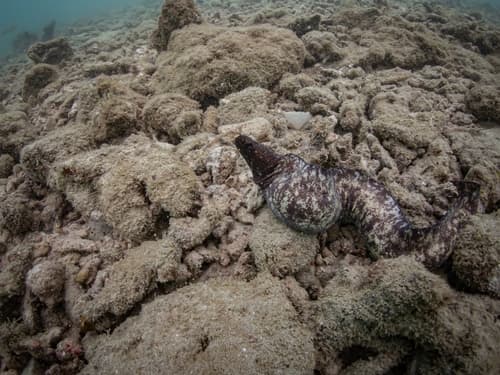 Long Brown Moray
