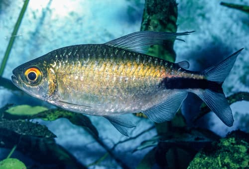 Long-fin Tetra