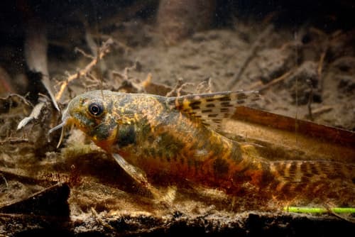 Long-finned Corydora