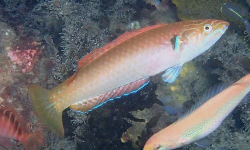 Long Green Wrasse