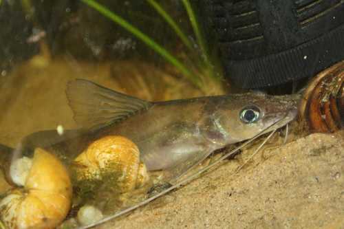 Long-whiskered catfish