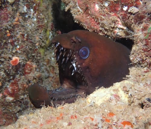 Longfang Moray