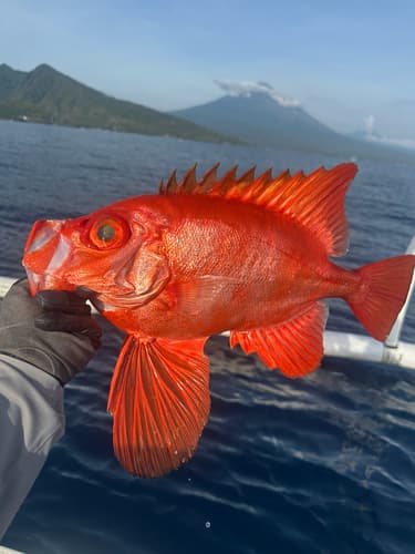 Longfin Bigeye