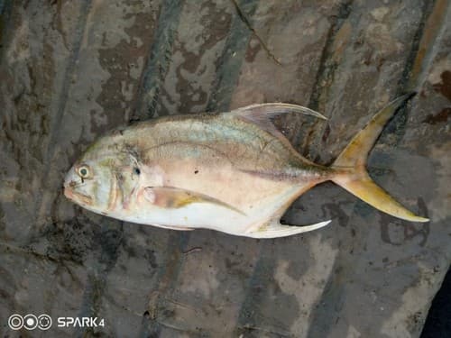 Longfin Crevalle Jack