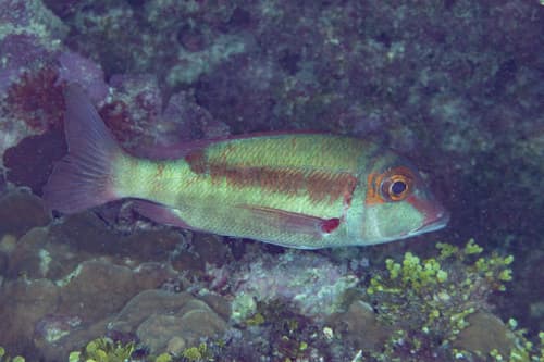 Longfin Emperor
