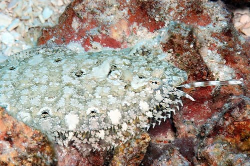 Longfin Flounder