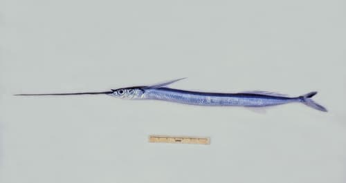 Longfin Garfish