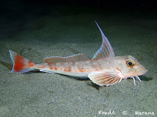 Longfin Gurnard