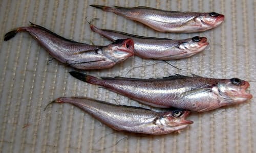 Longfin Hake
