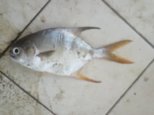 Longfin Pompano