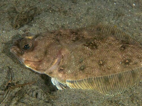 Longfin Sanddab