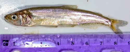 Longfin Smelt
