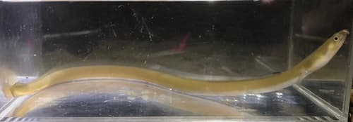 Longfin Snake Eel