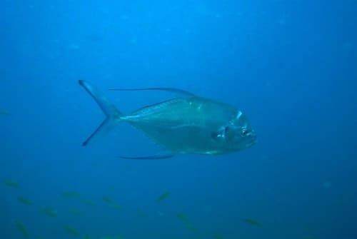 Longfin Trevally