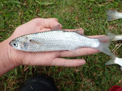 Longfinned Mullet