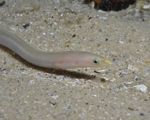 Longfinned Worm Eel