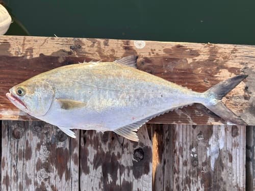 Longjaw Leather Jack