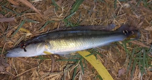 Longjaw Pike Cichlid