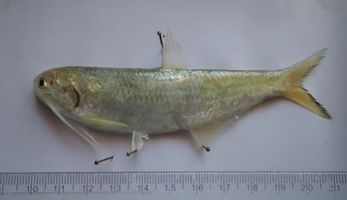 Longjaw Thryssa