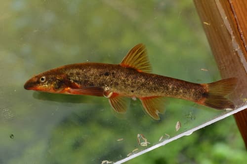 Longnose Dace