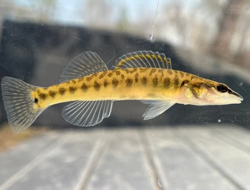 Longnose Darter