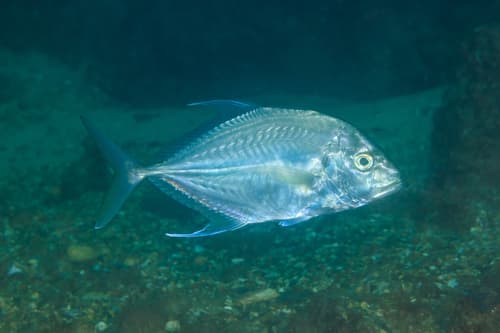 Longnose Trevally