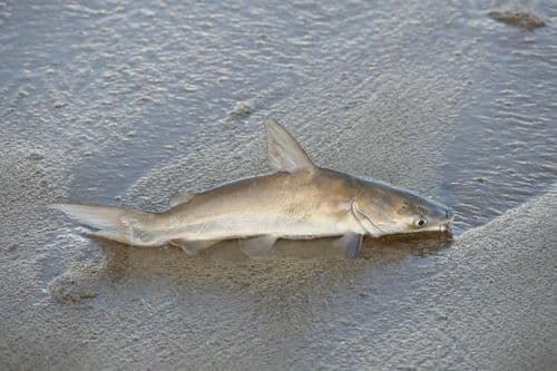 Longsnout Catfish