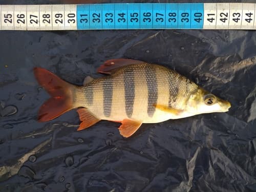 Longsnout Distichodus