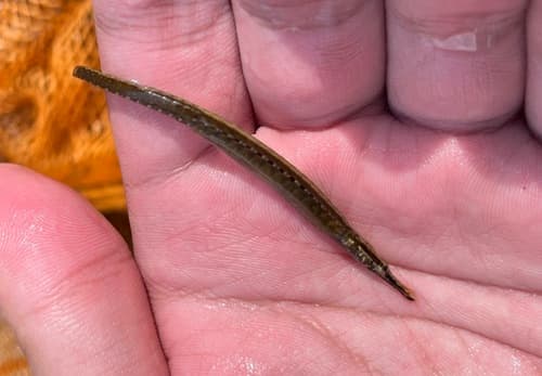 Longsnouted Pipefish