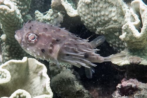 Longspine Burrfish