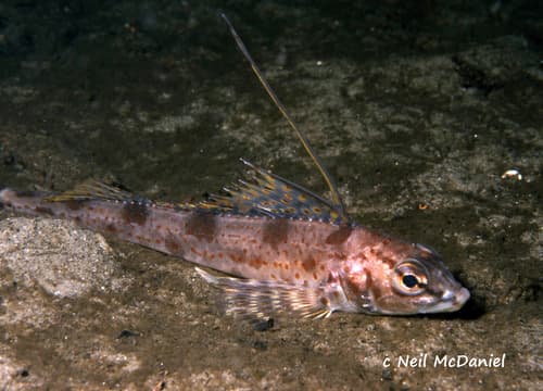 Longspine Combfish