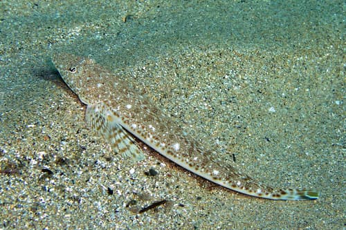 Longspine Flathead