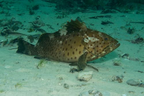 Longspine Grouper