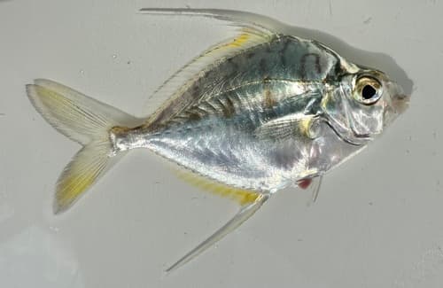 Longspine Ponyfish